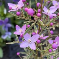 ボロニア,らいすフラワーの画像