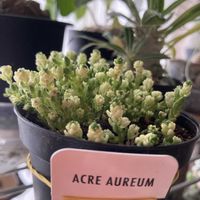 セダム,アクレアウレウム,多肉植物,われら17年組,春だよイエロー祭の画像