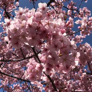 サクラ,河津桜,花木,植木,花のある暮らしの画像