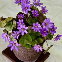 雪割草,雪割草,山野草,꒰ღ˘◡˘ற꒱かわゅ~,美しいの画像