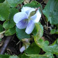 スミレ,アメリカスミレサイシン プリケアナ,地植え,マイガーデン,今日のお花の画像