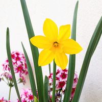 スイセン,記録用,黄色の花,開花！,週末ガーデナーの画像