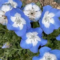 ネモフィラ,GSの皆さんに感謝,観光地に住んでます,病気になんか負けない,実家で介護中の画像