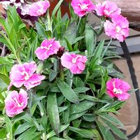 ナデシコ,寄せ植え,玄関アプローチの画像