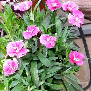 ナデシコ,寄せ植え,玄関アプローチの画像