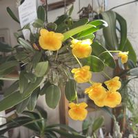 デンドロビウム,デンドロビューム,Den.Uaeng Thueng,デンドロビウム ウェンツェン,洋蘭の画像