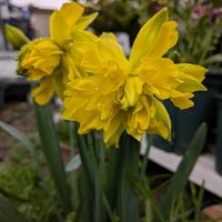 ハナニラ,バージニアストック,水仙の画像