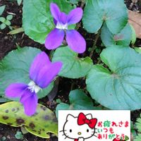 スミレ,地植え,紫の花,こぼれ種,過去の写真の画像