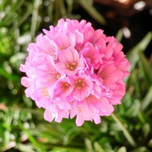 観葉植物,はなはな,花のある暮らし,花の写真,花のある生活の画像