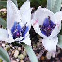 チューリップ,原種チューリップ,アルバコエルレア　オクラータ,ガーデニング,球根植物の画像