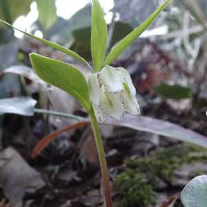 コシノコバイモ,カイコバイモ,山野草,多年草,植栽の画像