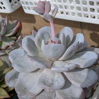 ラウイの花芽,多肉植物,葉挿し,多肉寄せ植え,実生苗の画像