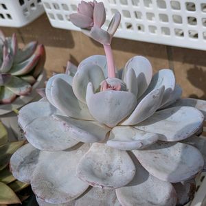 ラウイの花芽,多肉植物,葉挿し,多肉寄せ植え,実生苗の画像