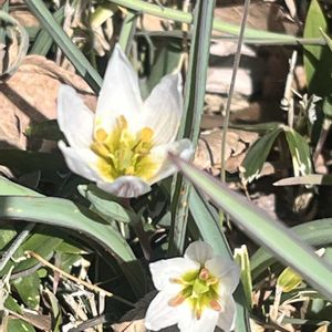 ビオラ,原種チューリップ,原生チューリップ,植物のある暮らし,お花のある暮らしの画像