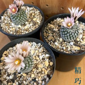 サボテン,精巧丸,サボテン科の画像