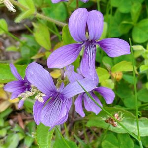 スミレ,癒し,花のある暮らし,今日のお花,お出掛けさきの画像
