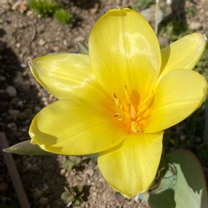 花壇,我が家,畑の片隅,地植え花壇,家庭菜園の画像