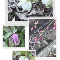 ウメ,クリスマスローズ,白い花,ピンクの花,春の訪れの画像