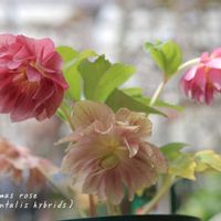 クリスマスローズ,鉢植え,庭の花,花のある暮らし,季節の移ろいの画像