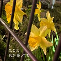 スイセン,花のある暮らしの画像