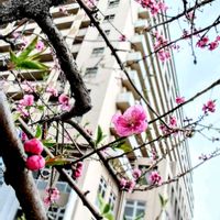 ハナモモ,カタバミ,ピンクの花,ピンク❤︎ピンク,ピンクワールドへ ようこその画像