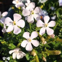 カランコエ,パンジー・ビオラ,シレネ ホワイトパンサー,挿し木,花のある暮らしの画像