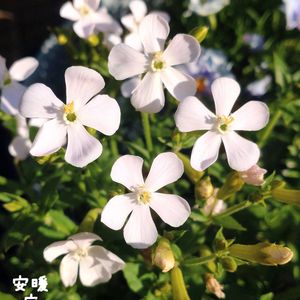 カランコエ,パンジー・ビオラ,シレネ ホワイトパンサー,挿し木,花のある暮らしの画像