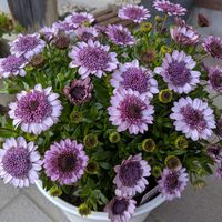 オステオスペルマムの画像