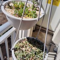 ルビーネックレス,ドルフィンネックレス,多肉植物,日光浴,自然光の画像