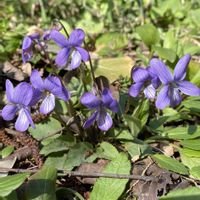 スミレ,スミレ,ニオイスミレ,ニオイスミレ,ムシトリスミレの画像