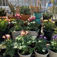 オダマキ,オステオスペルマム,庭の画像