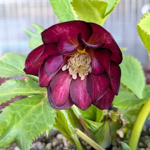 植中毒,信楽狸倶楽部,クリスマスローズ・ミスティーク,クリスマスローズ種蒔き子の画像