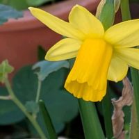 ヒイラギナンテン,セダム 薄化粧,ミニスイセン テータテート,スイセン ペーパーホワイト,シラーシベリカ　青花の画像