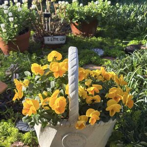 ビオラ,黄色い花,いつもありがとう♡,春の訪れ,多肉女子の画像