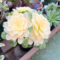 多肉植物,ガーデニング,アエオニウム,アエオニウムシンヤ錦の画像