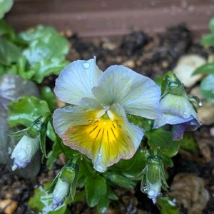 ビオラ,植中毒,信楽狸倶楽部,ビオラの種播きの画像