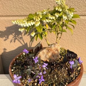 アセビ,アセビ,スミレ,ツルニチニチソウ,ツルニチニチソウの画像