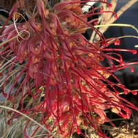 グレビレア,グレビレア ロビンゴードン,お花,オージープランツ,花のある暮らしの画像