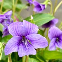 ヤクシマスミレ,屋久島スミレ,リュウキュウコスミレ,リュウキュウコスミレ,リュウキュウコスミレ（琉球子菫）の画像