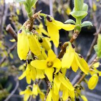 ムスカリ,レンギョウ,チーム愛知,すずガーデンの画像