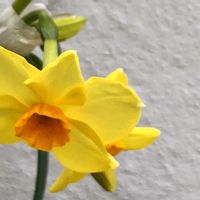 ムスカリ,黄房水仙.,黄房水仙.,黄房水仙.,かわいいの画像