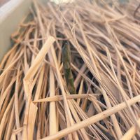 アスパラガスの画像