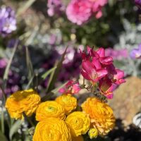 フリージア,ラナンキュラス,手乗りハス　暁天,手乗りハス　暁天,手乗りハス　暁天の画像