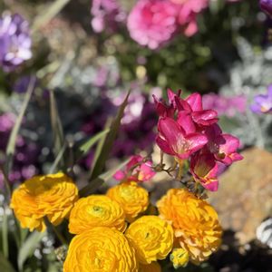 フリージア,ラナンキュラス,手乗りハス　暁天,手乗りハス　暁天,手乗りハス　暁天の画像