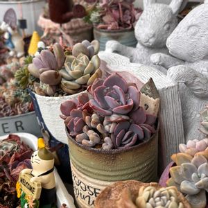 多肉,多肉植物,ベランダガーデン,バルコニー/ベランダの画像