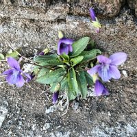 地植え,花のある暮らし,私の癒やし,駐車場の花壇にの画像