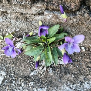 地植え,花のある暮らし,私の癒やし,駐車場の花壇にの画像