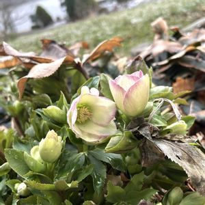 クリスマスローズ,花のある暮らし,緑のある暮らし,アメリカ在住,アメリカ暮らしの画像