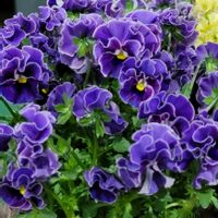 チューリップ,ラナンキュラス,GSのみなさんに感謝♡,素敵な出会いに感謝,GSの繋がりに感謝♡の画像