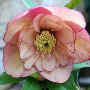 癒し,ミヨシのクリスマスローズ,ほっこり笑顔に,クリスマスローズ(和名、寒芍薬),能登半島地震に心寄せて…の画像